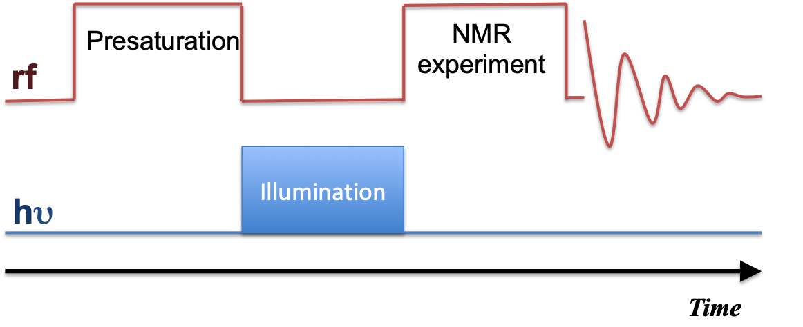 time profile of illumination during the NMR experiment